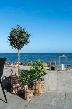 House Nordic Figentræ Grøn mat sort Online