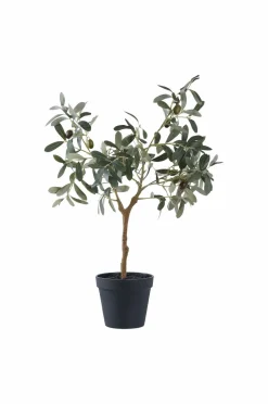 House Nordic Planter & Blomster>Oliventræ Grøn