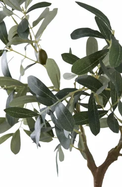 House Nordic Planter & Blomster>Oliventræ Grøn