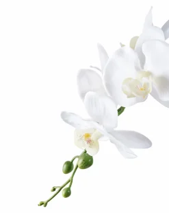 House Nordic Orkidé Grøn / Hvid Sale