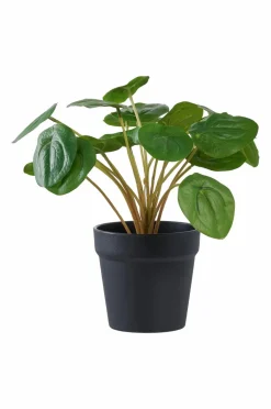 House Nordic Planter & Blomster>Pelia Grøn