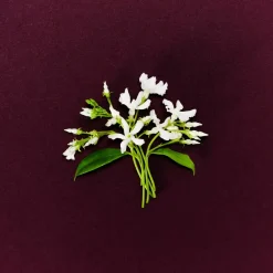 Marc Jacobs Perfect Absolute Edp 50 ml Best