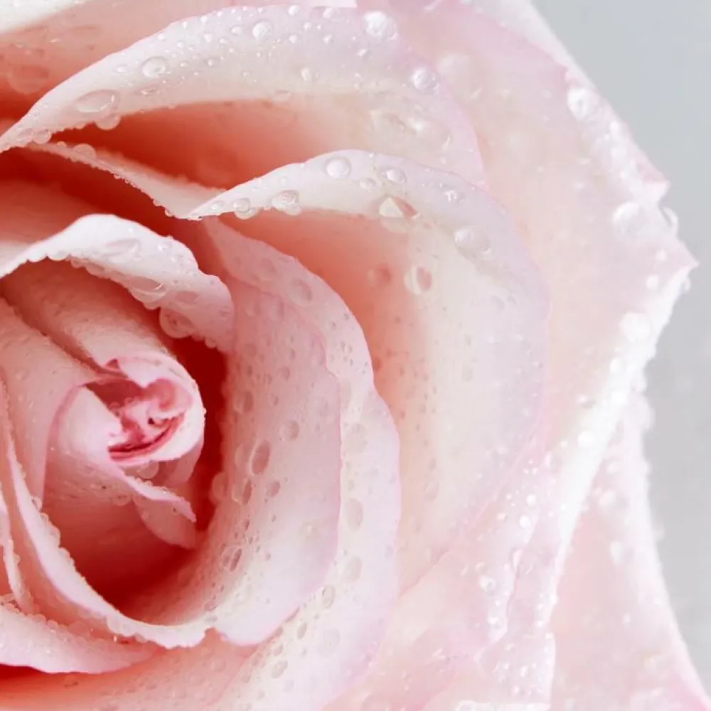 Nivea Ansigtspleje>Rose Care Micellar Water 400 ml