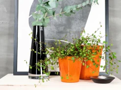 Rotor design Potteskjulere>Stor krukke Orange